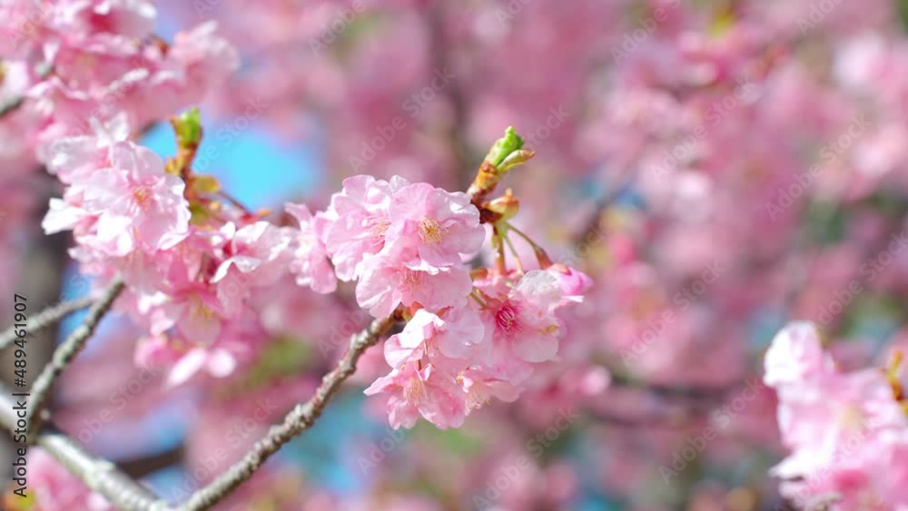 河津桜の可愛い花のアップ 河津桜の可愛い花のアップ