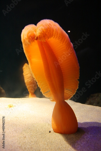 orange sea pen living underwater