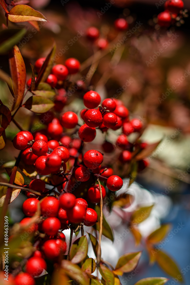 Obraz premium 南天