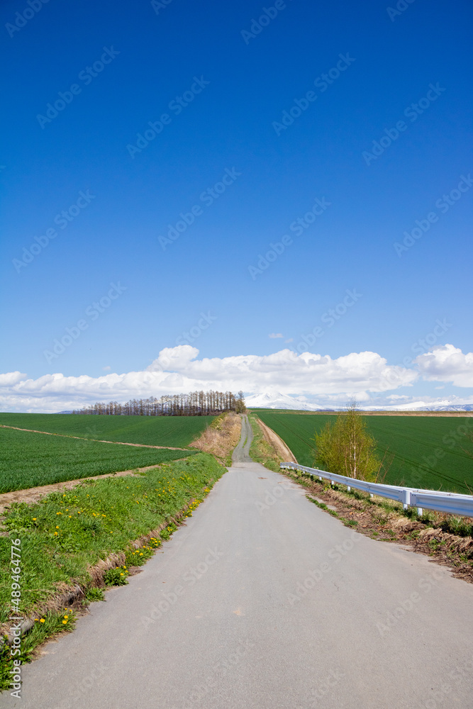 春の晴れた日の緑の畑作地帯を通る道路
