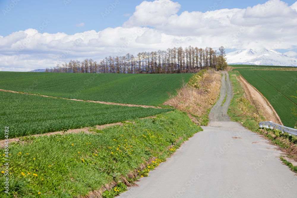 春の晴れた日の緑の畑作地帯を通る道路
春の晴れた日の緑の畑作地帯を通る道路