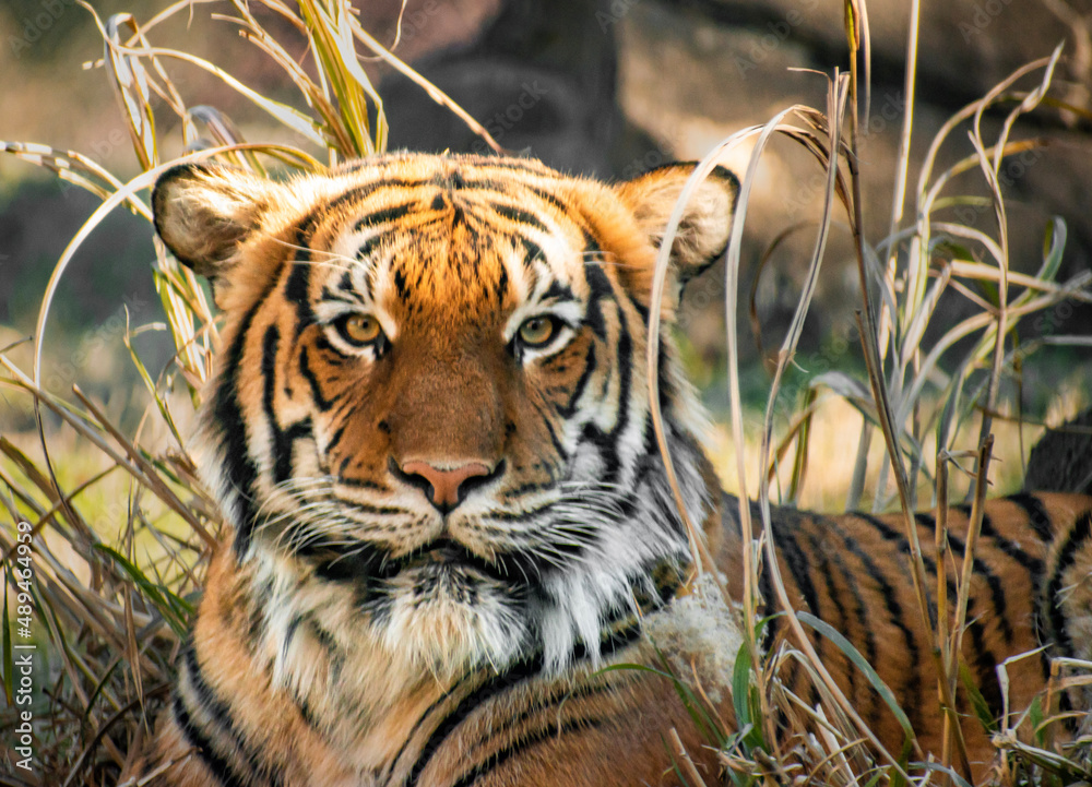 Fototapeta premium Tiger relaxing