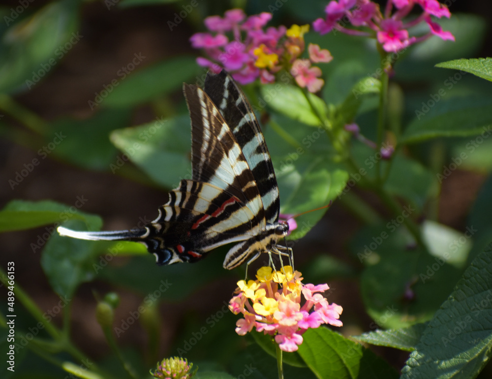Naklejka premium butterfly on a flower