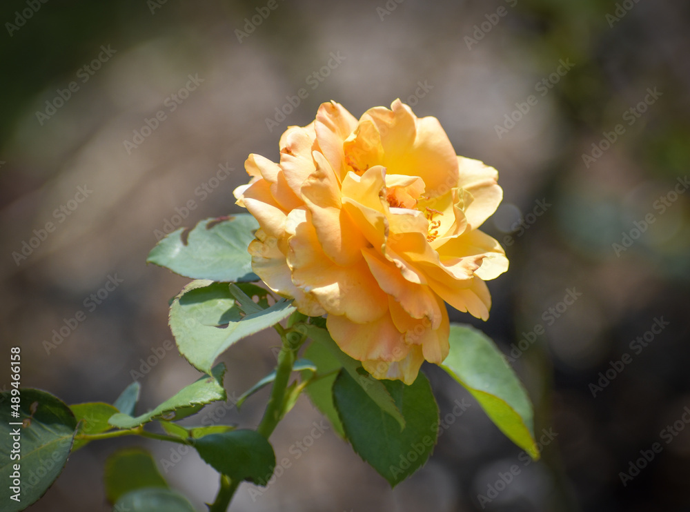 orange rose orange rose