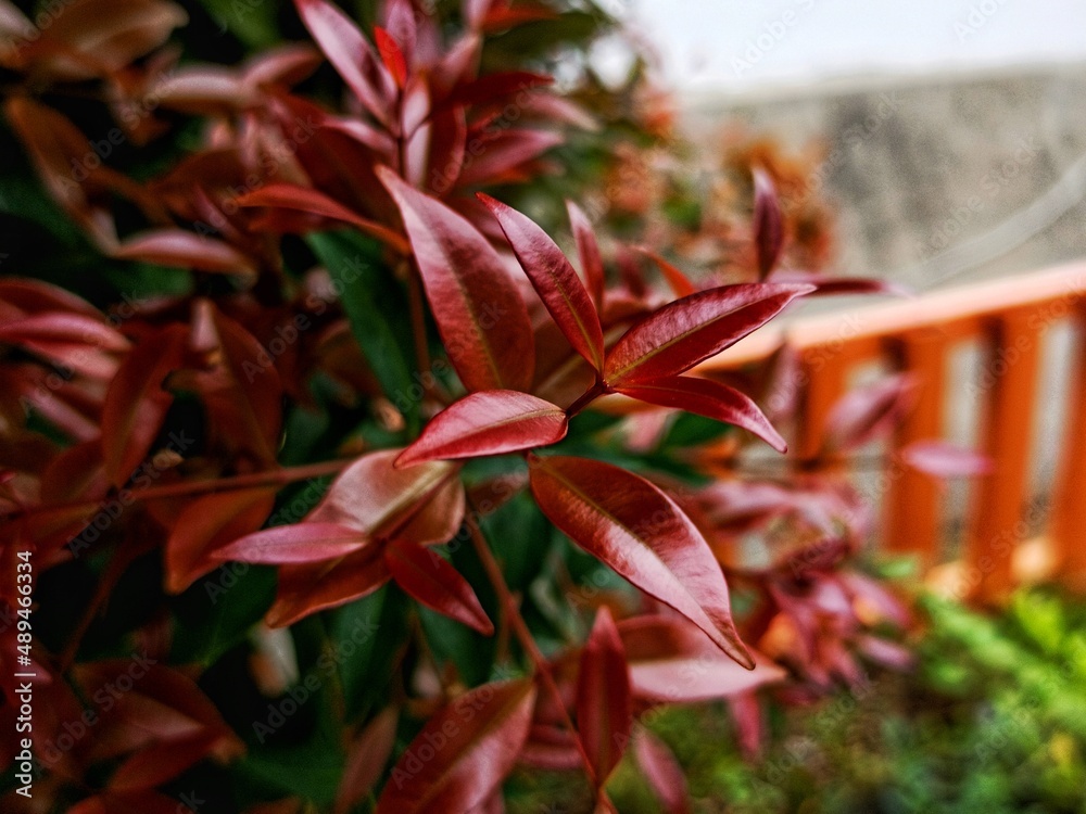 Fototapeta premium beauty leaf ornamental plant red shoot Tracheophyta Spermatophytina Angiospermae mesangiosperms core eudicots superrosids rosids malvids Myrtales Myrtaceae Syzygium myrtifolium