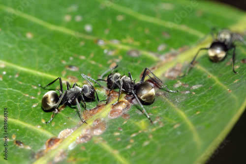 black ant on leaf © Sarin