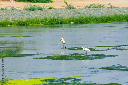 Eurasian spoonbil photo