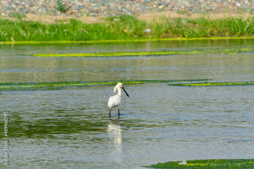 Eurasian spoonbil photo