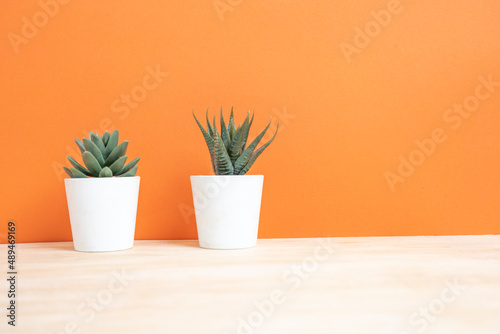 Desert Plants on Table