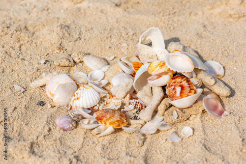 a handful of different shells lie on the sand © Vyacheslav