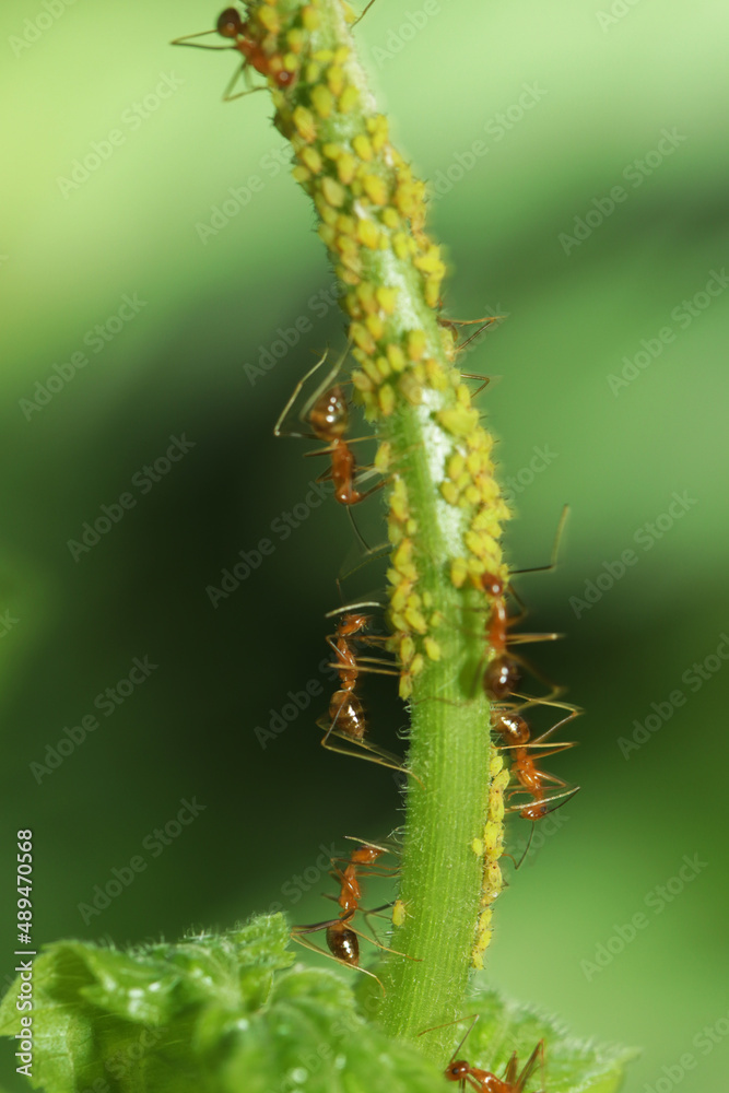 A group of red ant and aphid