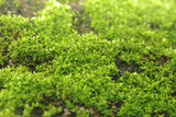 A moss on the ground