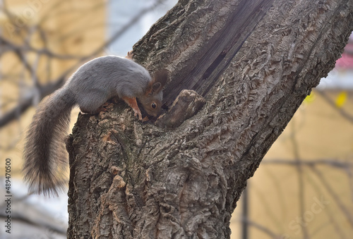 Squirrel makes reserves for the winter.