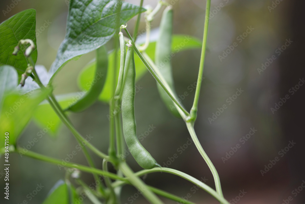 Homestead small home grown sting bean on vine in the vegetable garden Homestead small home grown sting bean on vine in the vegetable garden
