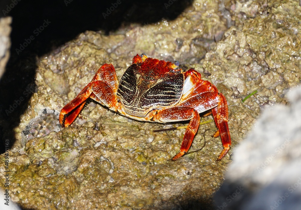 A bright red crab on the rocks near Big Pine Key, Florida A bright red crab on the rocks near Big Pine Key, Florida
