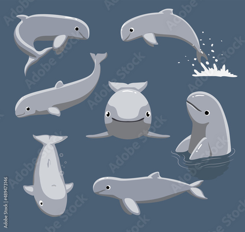 Animal Irrawaddy Dolphin Poses Cartoon Vector Cute
