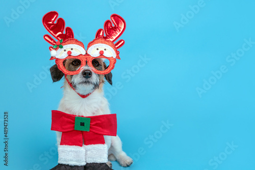 Cheerful and stylish dog in Christmas glasses and reindeer antlers posing on a blue background. Dog Christmas fun concept © Luiza