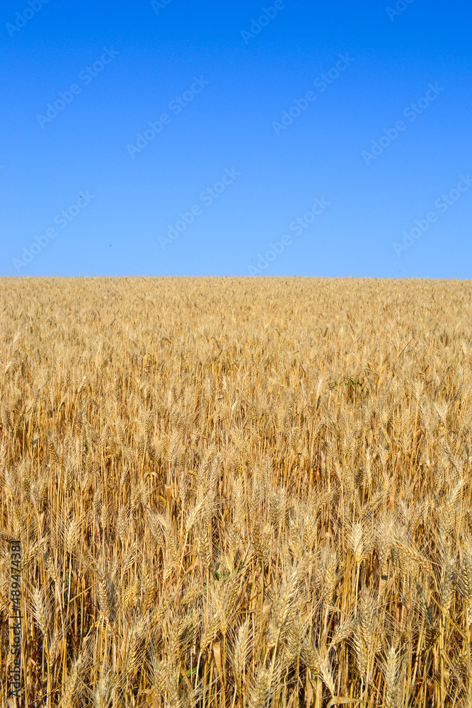 golden wheat field in summer golden wheat field in summer