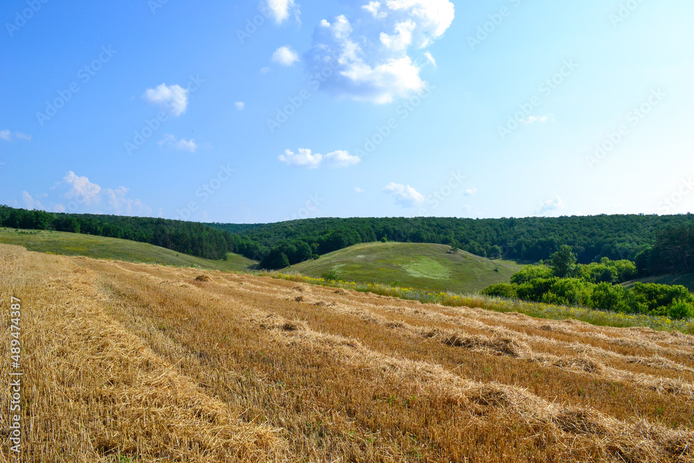Obraz premium landscape with a field
