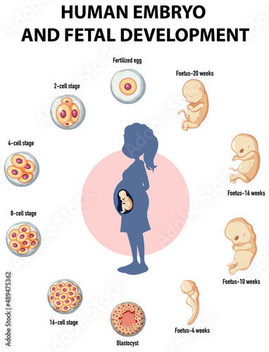 Human embryonic development in human infographic
