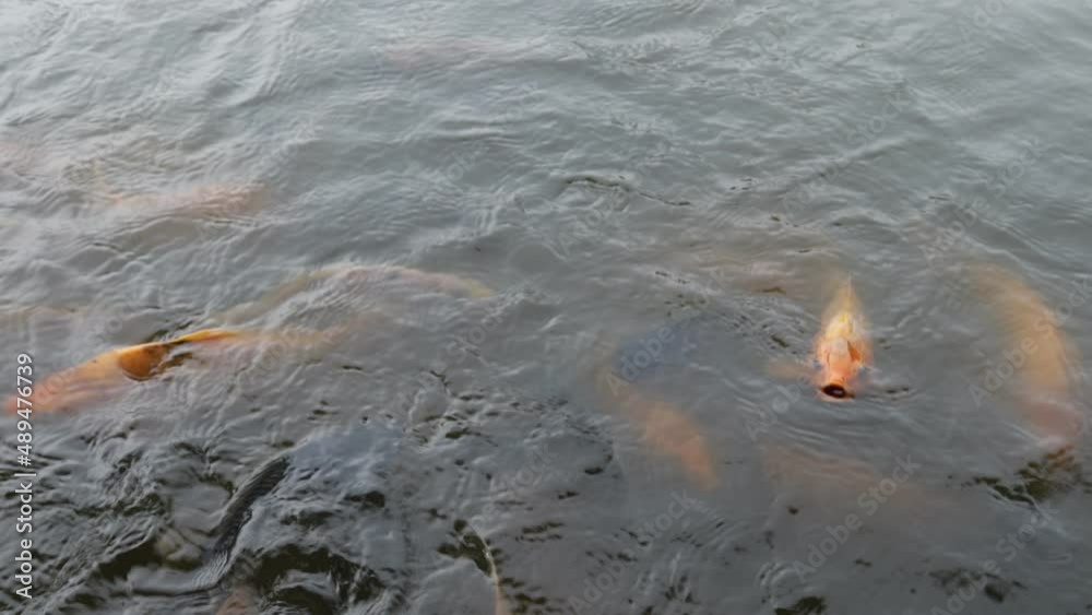 Beautiful tilapia cultivation, Tilapia fish farming pond. Tilapia