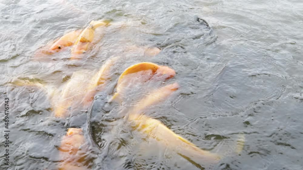 Beautiful tilapia cultivation, Tilapia fish farming pond. Tilapia