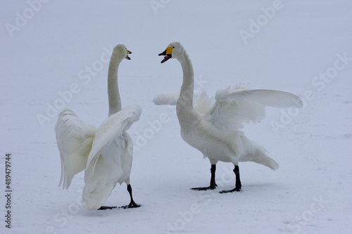 beautiful Whooper Swans  singing and dancing on the frozen lake  Lake Kussharo in Hokkaido  Japan
