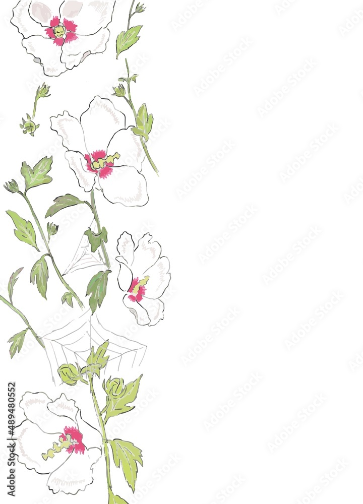 夏の白い花　むくげ　左側フレーム