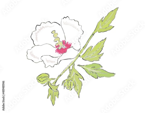 夏の白い花　むくげ　単体１