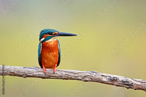 The common kingfisher on branch