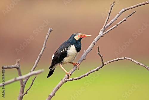 Black-collared starling on branch