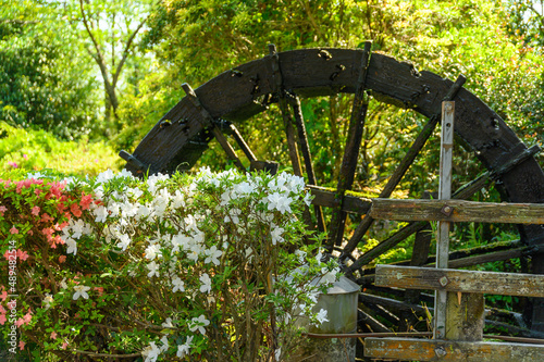 山田の藤「境内風景・水車」春風になびく藤の花
Yamada's wisteria 