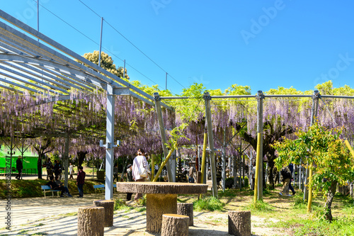 山田の藤「境内風景・観光客」春風になびく藤の花
Yamada's wisteria 