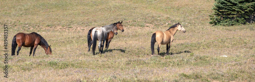 Small herd of four wild horses in the Pryor Mountains Wild Horse Range in Montana United States