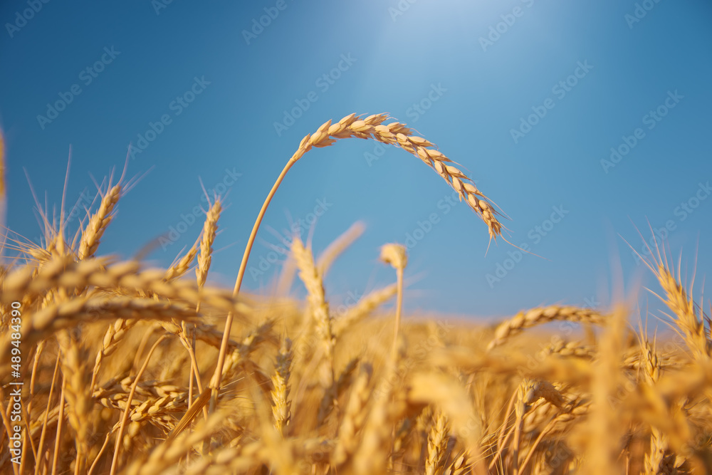 Fototapeta premium Wheat ear at day.