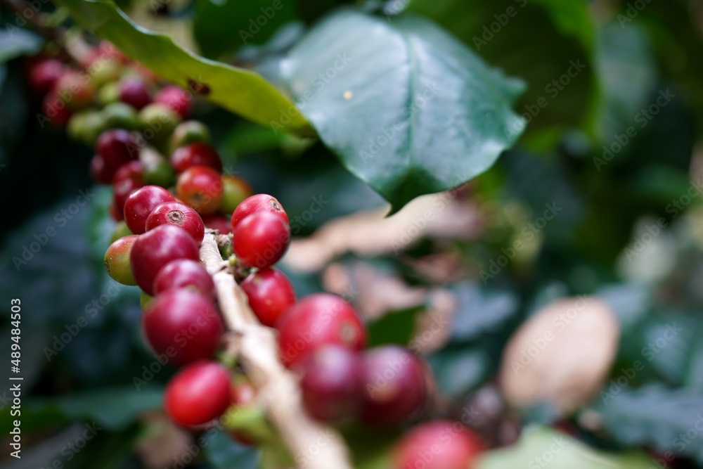 Raw coffee beans on trees and branches in morning light with copy space. Raw coffee beans on trees and branches in morning light with copy space.