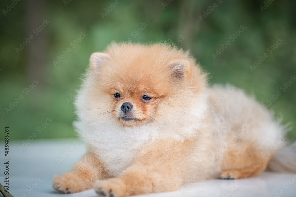 Portrait of a beautiful purebred Pomeranian in the forest. Portrait of a beautiful purebred Pomeranian in the forest.