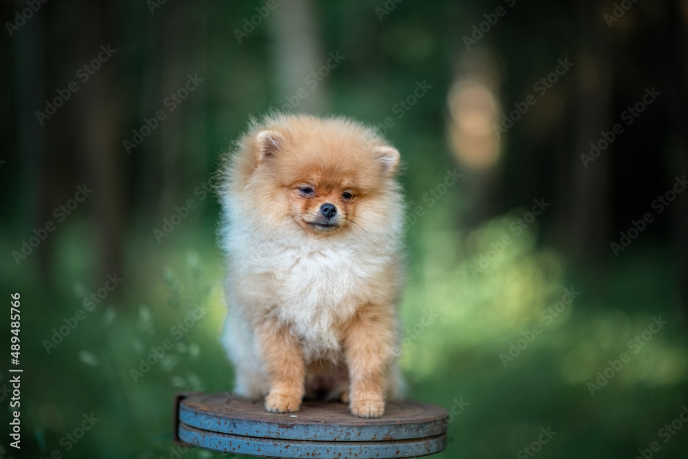 Portrait of a beautiful purebred Pomeranian in the forest.
