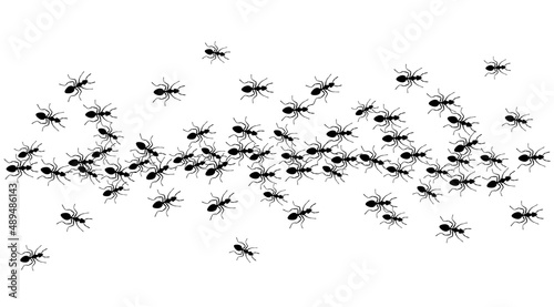 Ants trail, line of working ants on white background. Groups of insect marching or walking down the road. Insect colony, control disinfection, vector illustration