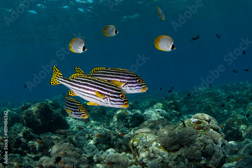 Sweetlips fish living beside the famous Liberty ship wreck. Underwater world of Tulamben  Bali  Indonesia.