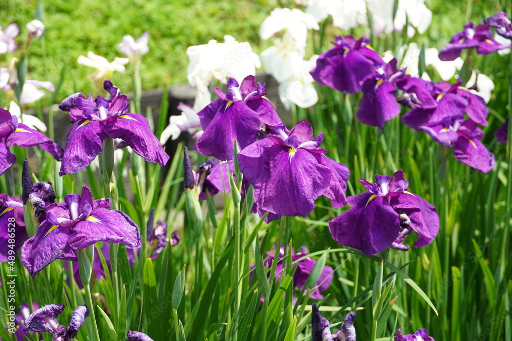 菖蒲（しょうぶ）（a Japanese iris) purple