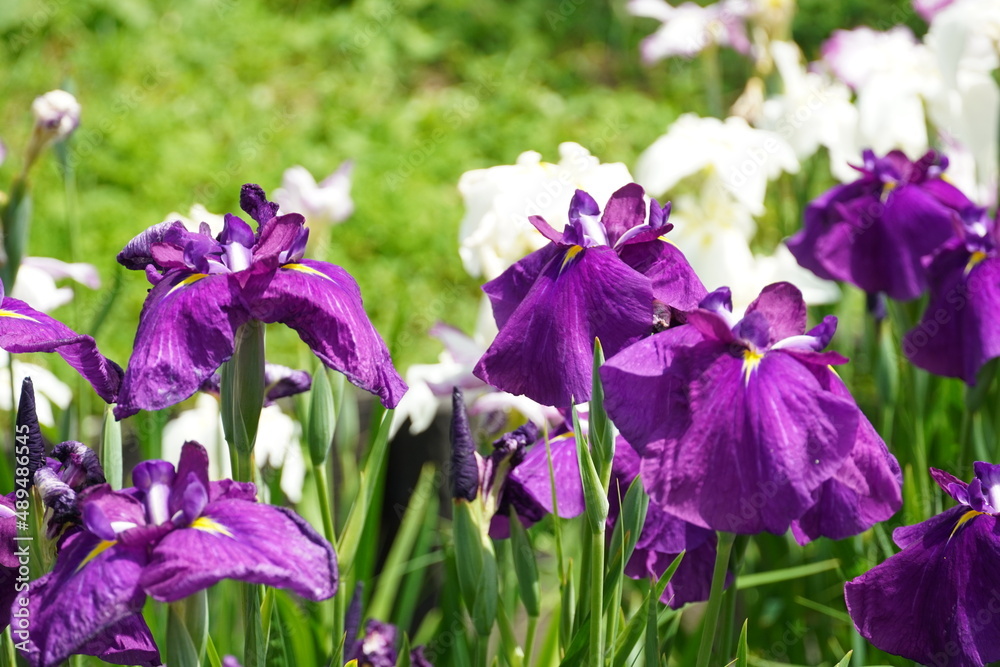 菖蒲（しょうぶ）（a Japanese iris) purple
