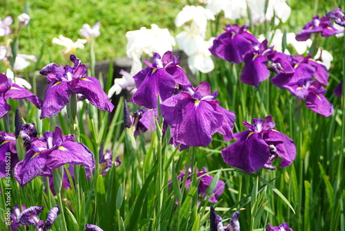                            a Japanese iris  purple