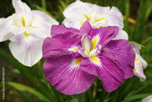                            a Japanese iris  purple