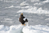 Front face of steller's sea eagle on the ice