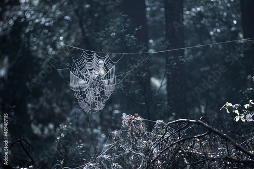 Wet spriderweb in a dark fine forest. Backlit spider net in summer. Coniferous woodland view in Lithuania. Selective focus on the details, blurred background. photo