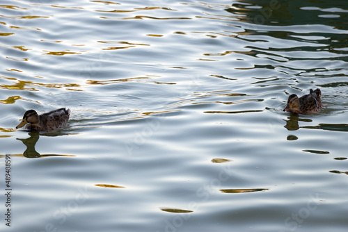 two ducks swimming in the waters of the great lake of El Retiro park in Madrid Spain © CesarBayona