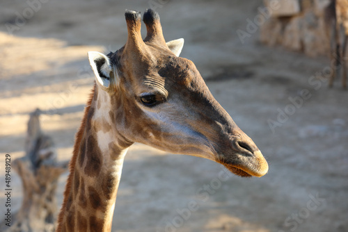 Jiraffes eating, walking in the zoo. High quality photo photo