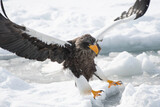 Steller's sea eagle landing on the ice