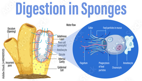 Diagram showing digestion in sponges